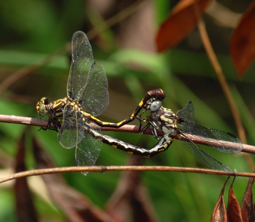 Pair in copula
2007_07_06_Decatur